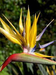 Bright Mandelas Gold Bird Of Paradise Str Mgo Birds Of Paradise Plant Paradise Plant Birds Of Paradise