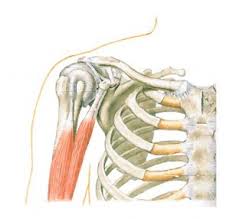 Thompson shafts (a) and aluminum plates at the ends (b). Shoulder Anatomy Girdle Ligaments Bones Humerus Clavical