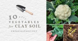 First, they are not beans at all. 10 Best Vegetables For Clay Soils Empress Of Dirt