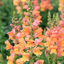 Der Lowenmaulchen Bronze Antirrhinum Majus Bluht Von Juni Bis Oktober Traumhaft In Orange Rosa Je Nach Boden Wird Die Schnittbl Blumenbaum Garten Pflanzen