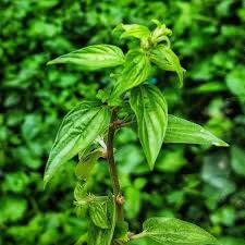 Image result for Pouzolzia