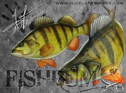Black And Yellow Fish Drawing Yellow Perch Mixed Media By Nick Laferriere Fishbum Fishing Icefishing Yellowperch Perch Perchfishing Nicklafer Fish Drawings Fish Illustration Fish Art