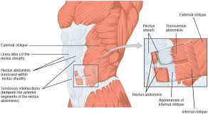 Find this pin and more on workout illustrations by devious designs & amped fitness. The Anterolateral Abdominal Wall Muscles Teachmeanatomy