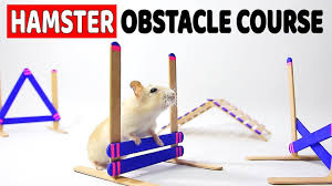 How To Make An Obstacle Course For Hamster Agility Training Diy Hamster Hamster Toys Hamster Care Hamster Diy Cage