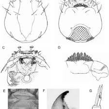 Essen kawai mandalas / essen kawai mandalas kawaii. Pdf A New Anhydrobiotic Midge From Malawi Polypedilum Pembai Sp N Diptera Chironomidae Closely Related To The Desiccation Tolerant Midge Polypedilum Vanderplanki Hinton