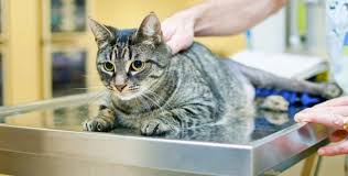 Disi Kedi Kisirlastirma Operasyonu Ovariohysterectomy Kedi Blog