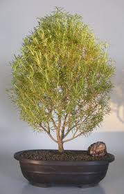 Image result for rosemary bonsai