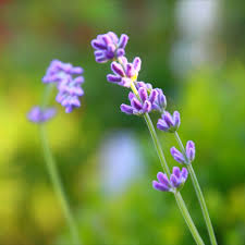 Lavendel Insektenfreundlich Bepflanzung Garten Landschaftsbau Naturnaher Garten