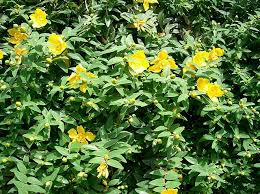 Image result for Hypericum scioanum