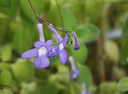 Image result for Streptocarpus kamerunensis