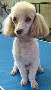 Pin On Poodle Cuts
