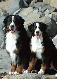 blackrock bernese a bright future built on a solid past tiere hund hunderassen hundebilder