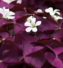 Image result for Oxalis oligotricha