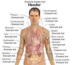 A previously unknown set of fluid networks? Human Body Parts Home Facebook