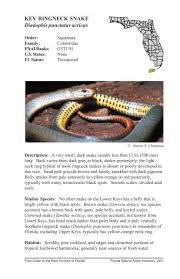 We did not find results for: Key Ringneck Snake Florida Wildlife Conservation Guide