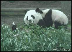 Animals Being Jerks Panda Funny Funny Animal Videos Funny Animals