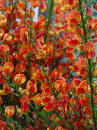 Collection by nathan grenell • last updated 3 weeks ago. Broom Flowers Bush Toxic Plant Gorse Blossom Bloom Spring Flower Shining Red Pikist