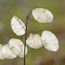 Image result for Pentadiplandraceae