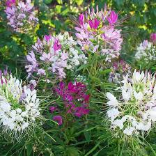 Image result for Cleome densifolia