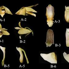 Image result for Achyrospermum laterale