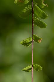 Image result for Asplenium monanthes