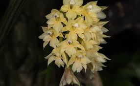 Image result for Habenaria clavata
