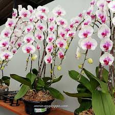 Kini nama inggeris digunakan secara meluas dengan ejaan orkid. World Of Phalaenopsis Galeri Dan Taman Orkid Di Ulu Yam Bahru Batang Kali