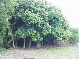 Check spelling or type a new query. Java Plum Okeechobee News