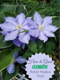 I really appreciate their long flowering season. Clematis Greaty Vining Plant For Mailboxes The Gardening Cook