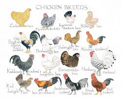 Chicken Breed Chart Madeleinedonahue