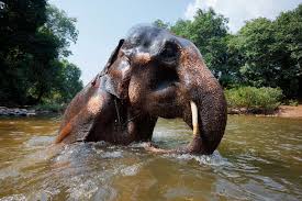 African elephants can live for as long as 16 years after producing most of their offspring. 13 Fascinating Facts About Elephants