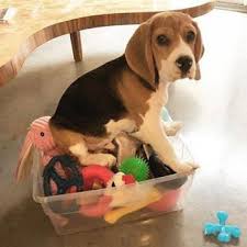 Discover The Happy Beagle Dogs And Kids Beaglemania Beagle Me Beaglesmemes Beagle Dog Dogs And Kids Beagle