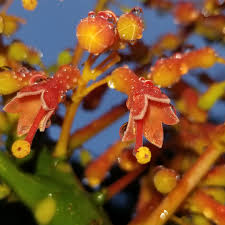 Image result for Hildegardia