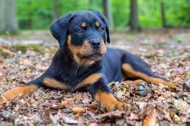 Check spelling or type a new query. Rottweiler Breed Information Characteristics Daily Paws