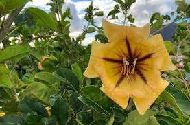 Image result for Solandra maxima