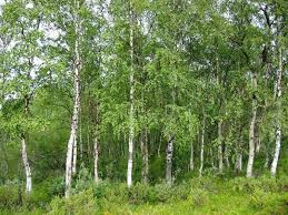 Other structures are loosely defined as trees: Silver Birch Tree Genome Highlights Local Adaptations Genomeweb