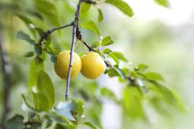 Check spelling or type a new query. Cherry Plum Golden Sphere Learn About Growing A Golden Sphere Plum Tree