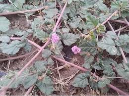 Image result for Boerhavia coccinea