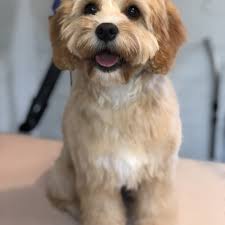 Maybe you would like to learn more about one of these? Windle Woofs Dog Grooming Photos Gallery