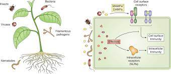 Explore the lytic and lysogenic viral replication cycles with the amoeba sisters! A Molecular Roadmap To The Plant Immune System Journal Of Biological Chemistry