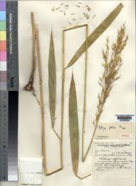 Image result for Danthoniopsis pruinosa