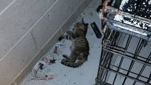Maybe you would like to learn more about one of these? Petition Stop The Animal Abuse At The Cicero Slaughterhouse Waggin Tails Animal Shelter Located In Cicero Illinois Change Org
