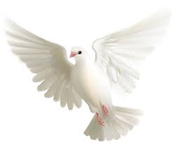 Soloveika Na Yandeks Fotkah Espiritu Santo Paloma Paloma Ave Paloma De La Paz