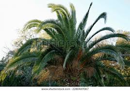 Image result for Raphia farinifera