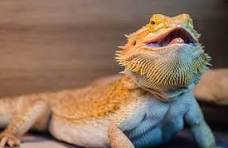 How to Calm a Stressed Bearded Dragon (Expert's Advice)