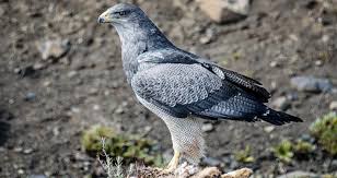 A trio of releases from the eagles are coming april 2nd: Wild Files Black Chested Buzzard Eagles Of South America Chevron Com
