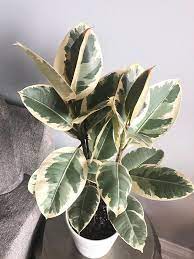Ficus Elastica Tineke Care Images And Videos Chooseyourplant