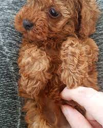 kendini sevdirmeyi seven minik poodle yavru kopek pelus