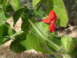 Image result for Petalidium bracteatum