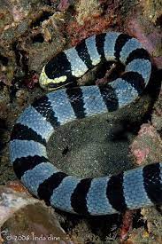 Banded Sea Snake Sea Snake Snake Reptiles And Amphibians